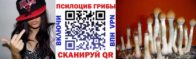 mega рабочий сайт  где найти наркотики  Злынка  Псилоцибиновые грибы ЛСД 
